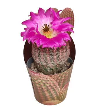 Cactus cerebral (Echinofossulocactus multicostatus)